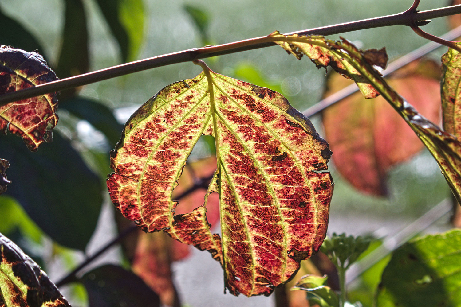 Aan de kornoelje vlakbij zie je de herfst al aankomen.