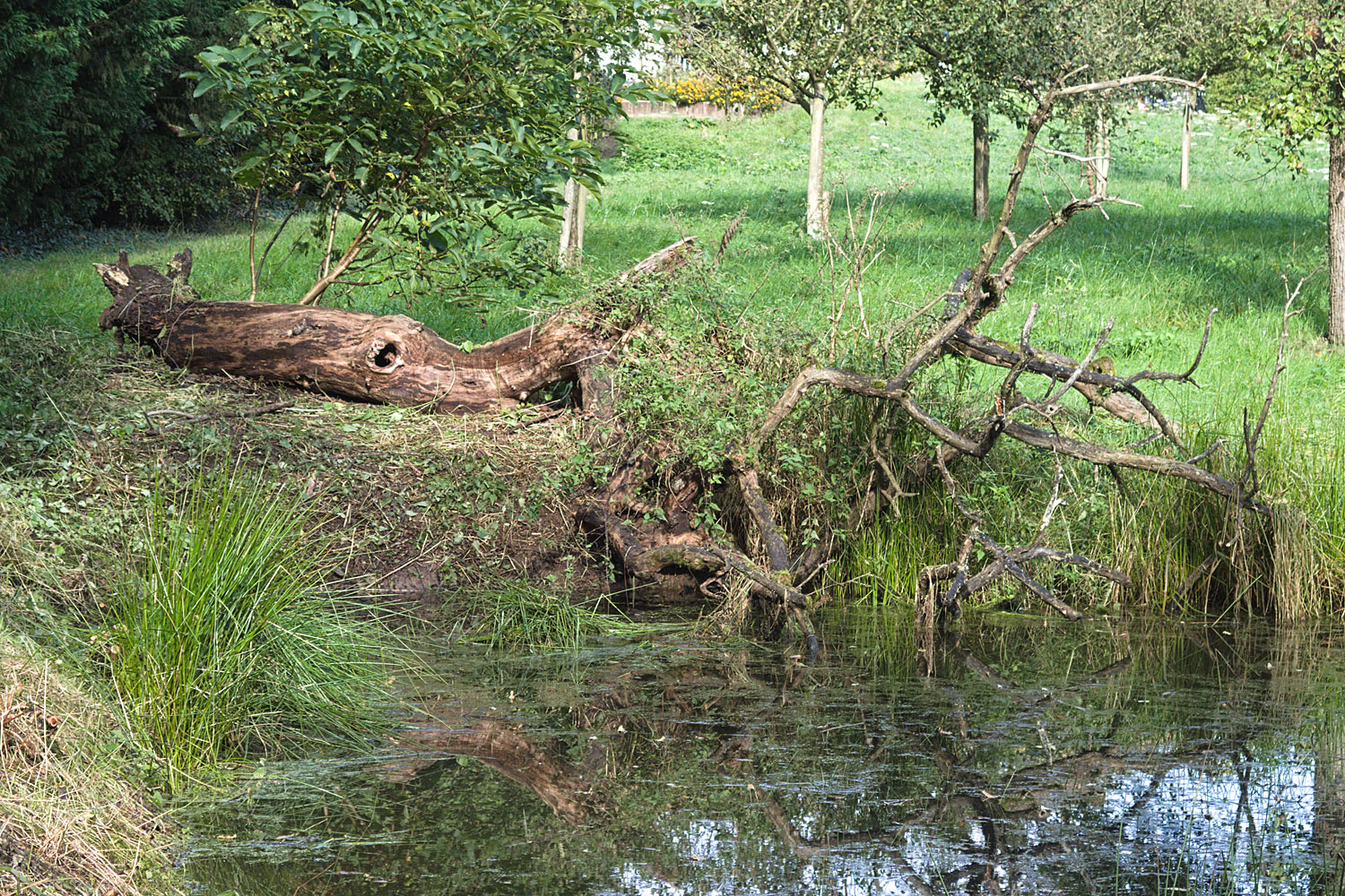 Maar wat met die dode omgevallen appelboom?