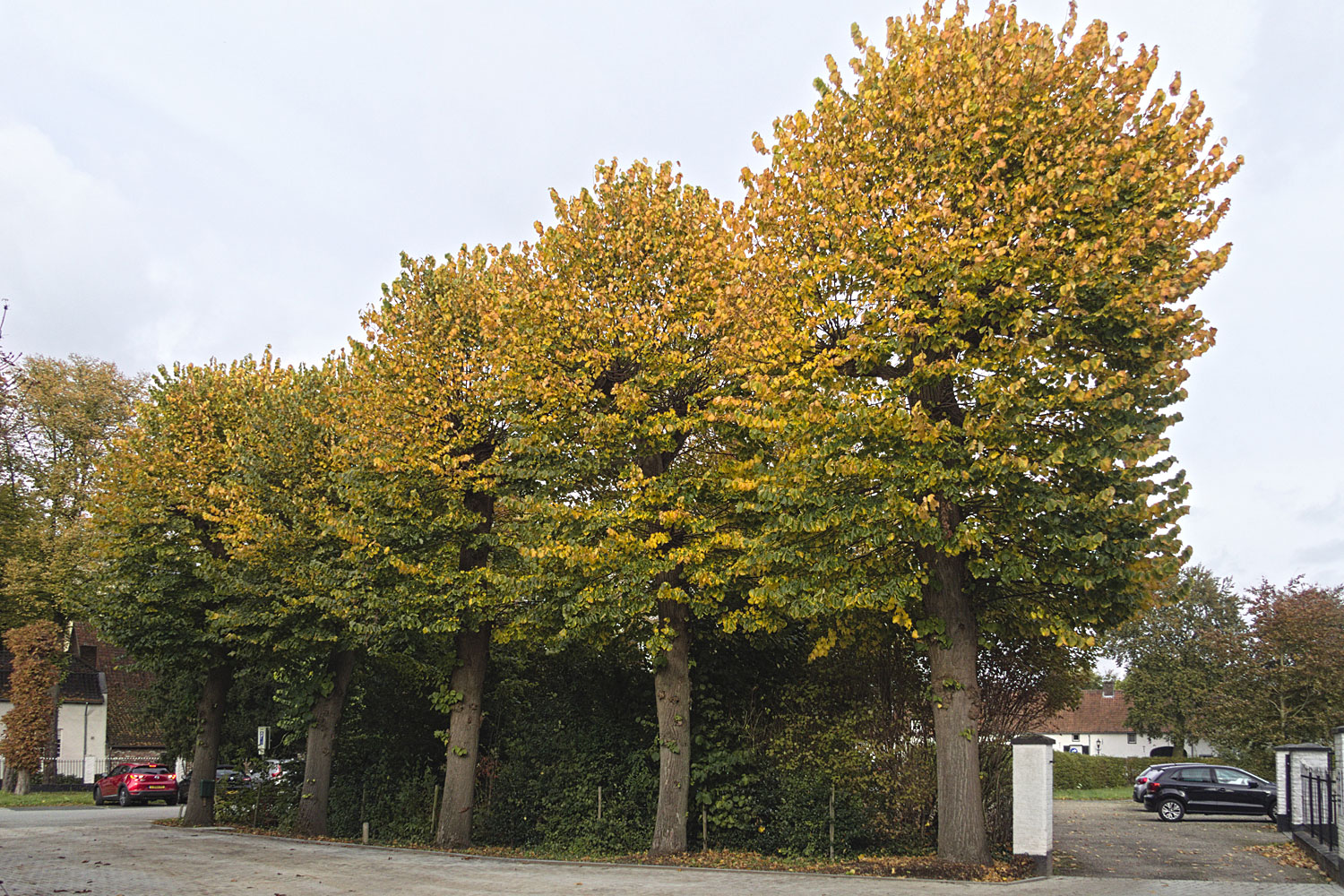 Ik begin deze keer op de oprit van ons huis, waar de knotlinden in herfsttooi staan.