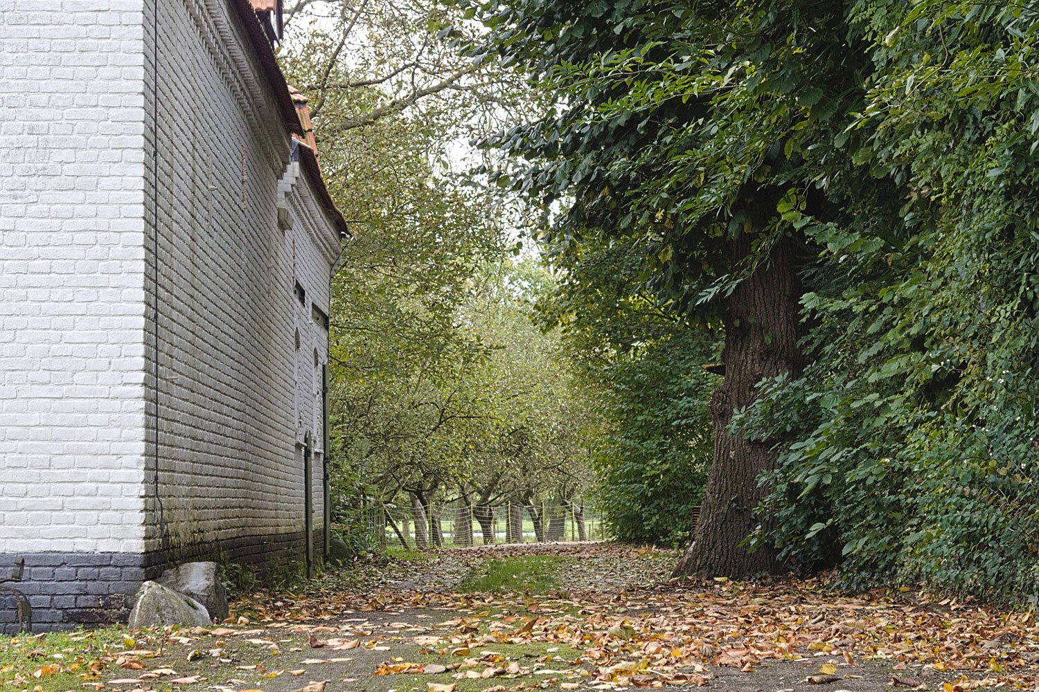 Ik loop achter de boerderij langs. Toch nog veel groen aan de bomen en struiken hier.