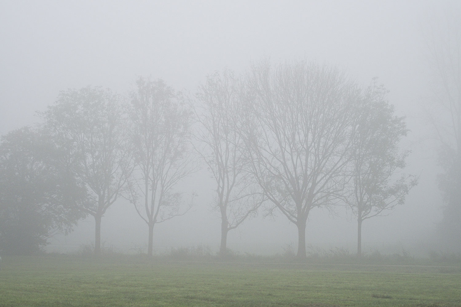 De bomen langs de beek in de dichte mist.