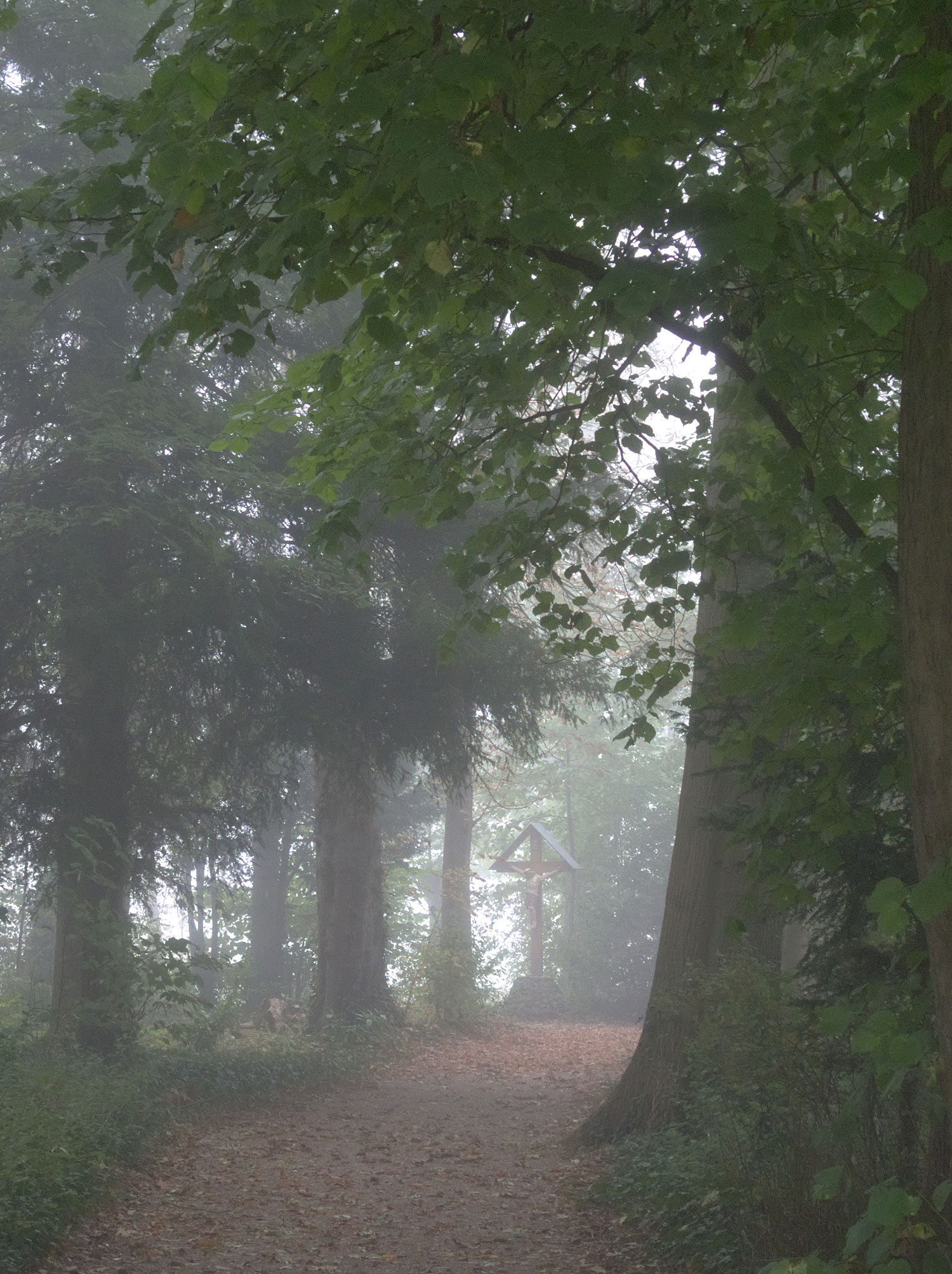 Het pad naar het Kruis. Ook tussen de bomen is de mist te merken.