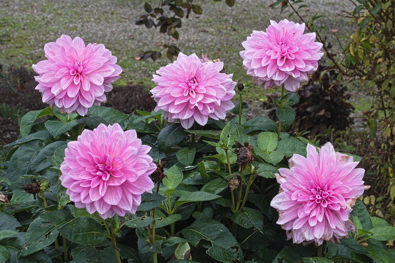 Nog een paar mooie bloemen in het tuintje van Wendy.