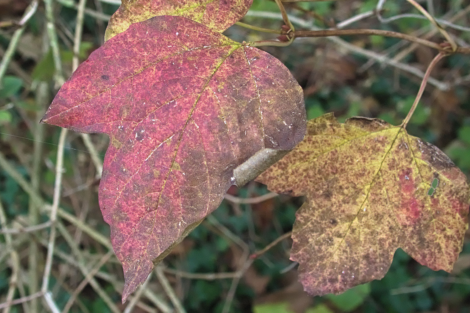 Zoveel verschillende kleuren en vormen in de herfstbladeren.