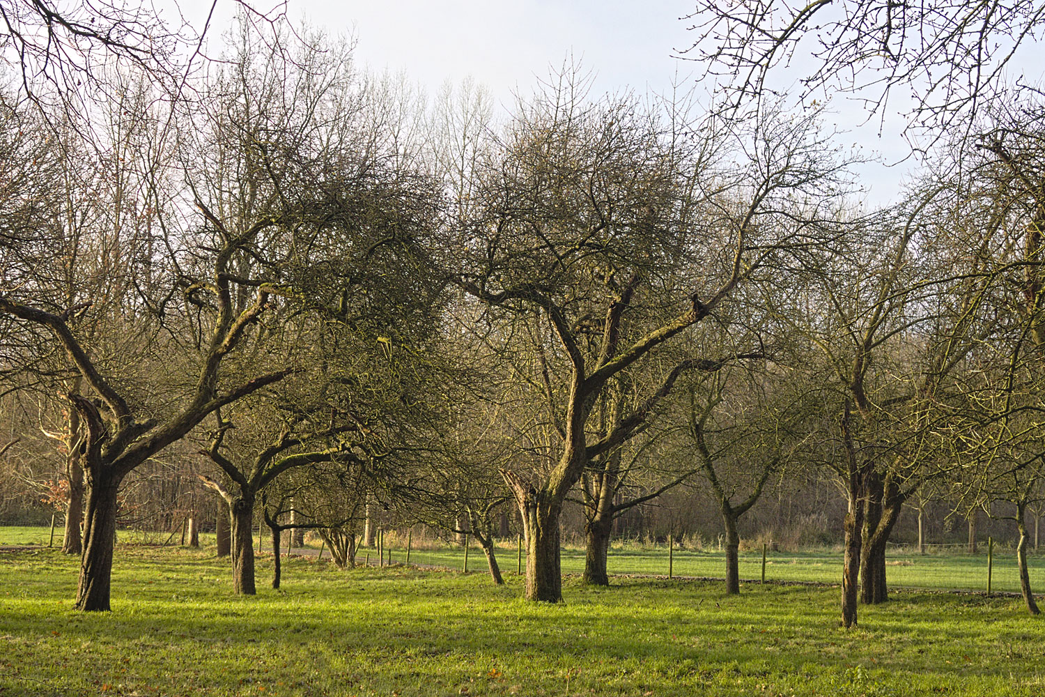 Even scheen de zon, en dat gaf een mooi licht in de kleine boomgaard achter.