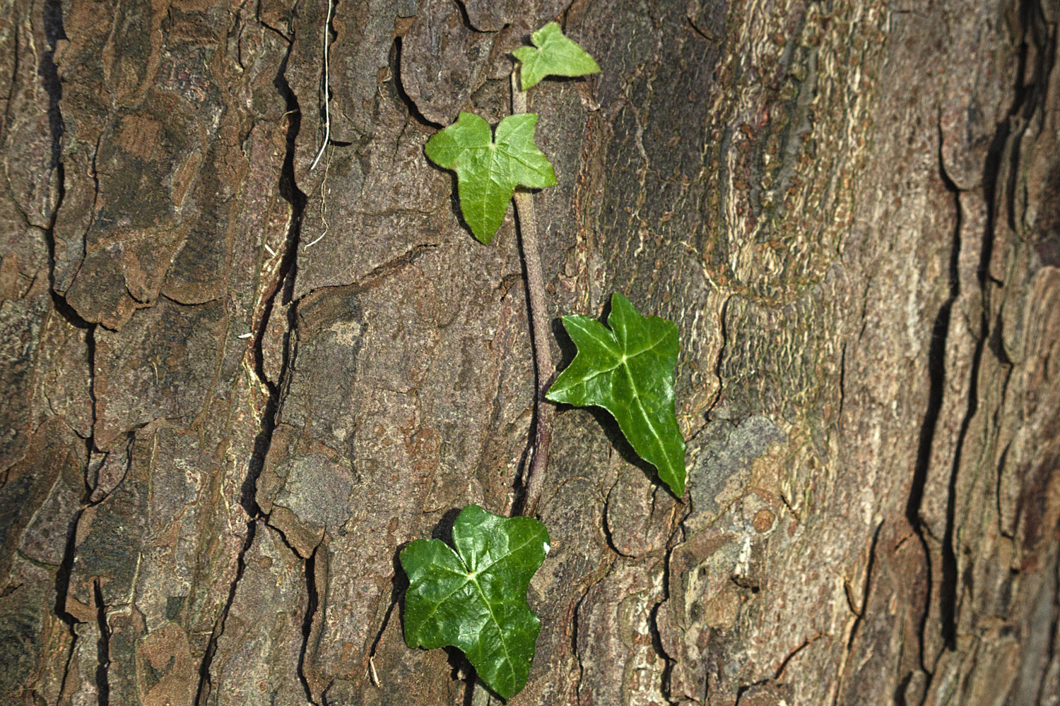 Deze klimop geeft ons een wijze les: steun zoeken bij de Boom des Levens.