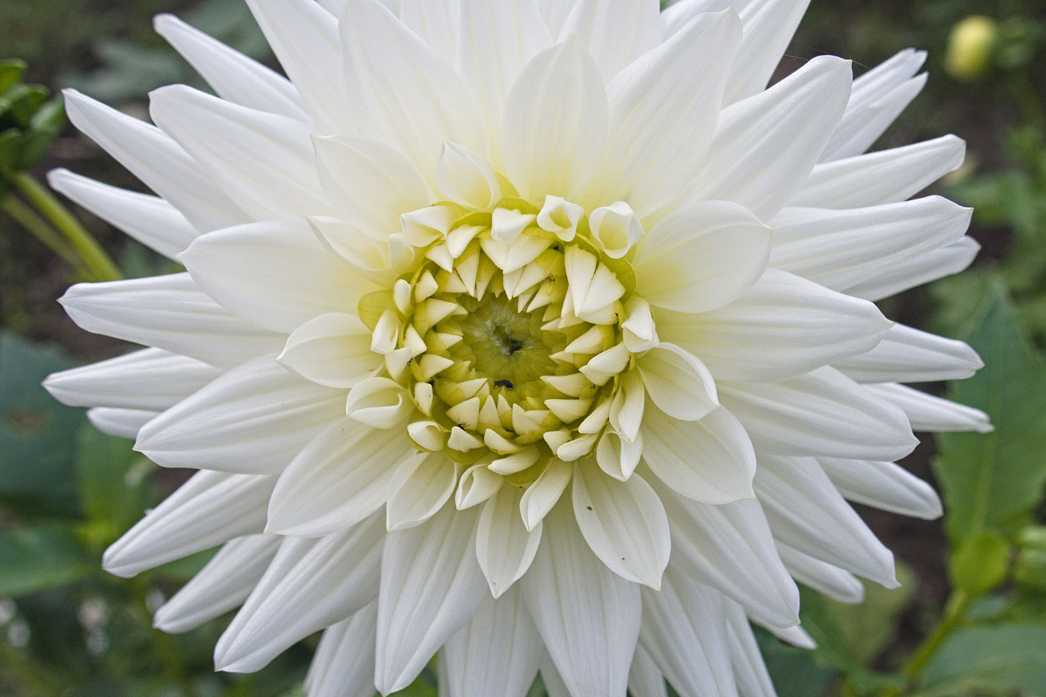 En dan om te eindigen nog een tweetal bloemetjes. Hier een dahlia, had ik dit jaar volgens mij nog niet eerder laten zien.