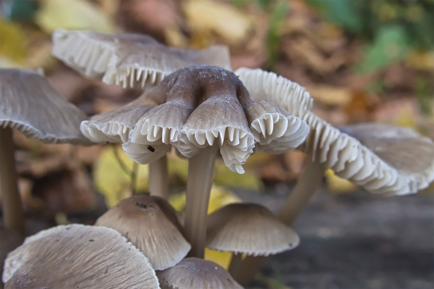 Langs de weg daar nog een groepje paddenstoelen.