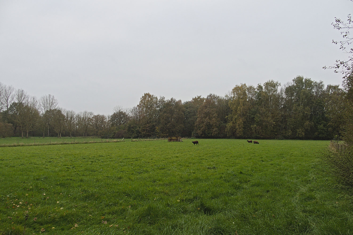 Het was wel een grijze dag om te fotograferen. Hier de schapenweide mét schapen.