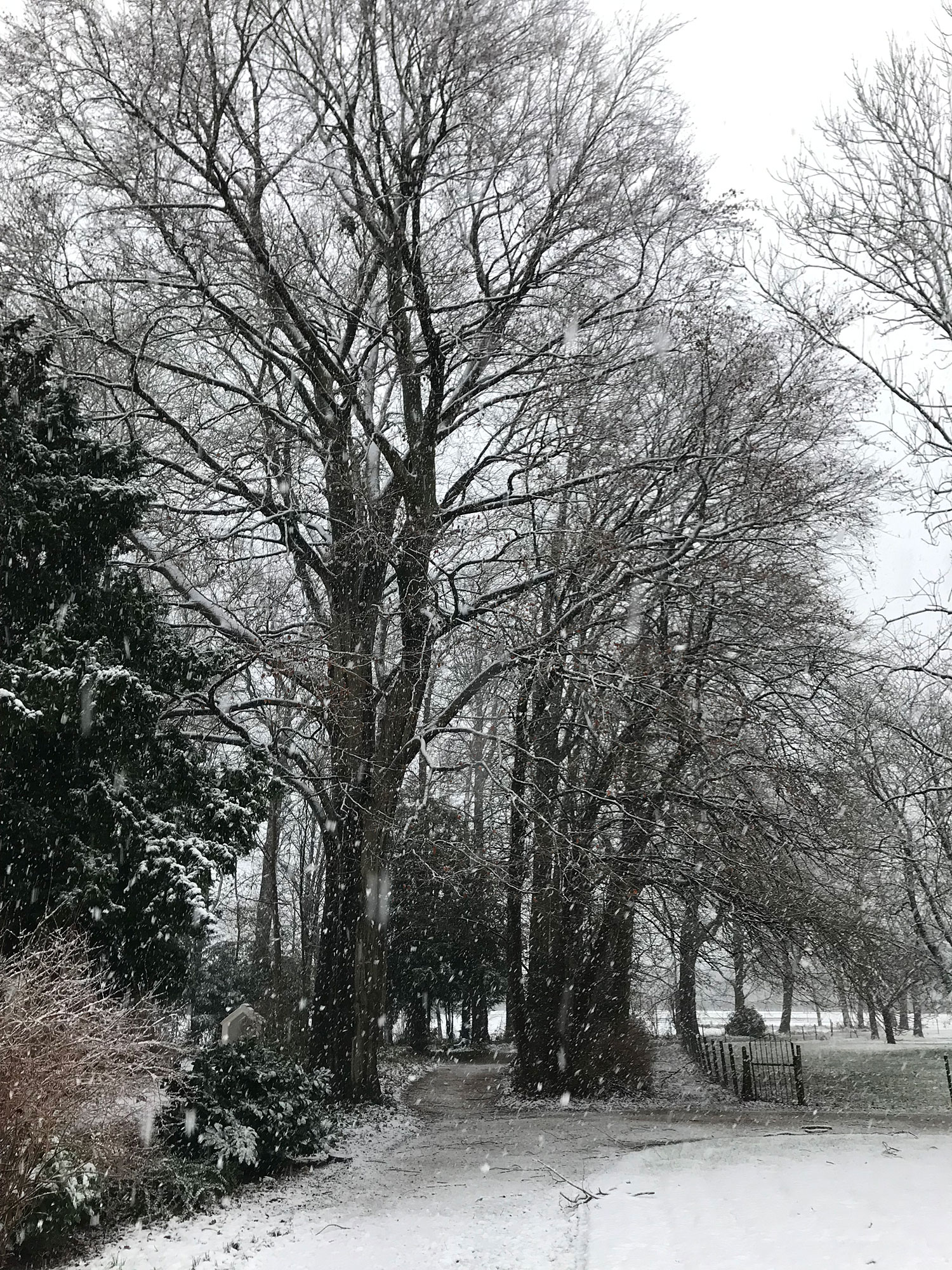 Het pad naar het kruis. Bomen met witte randjes.